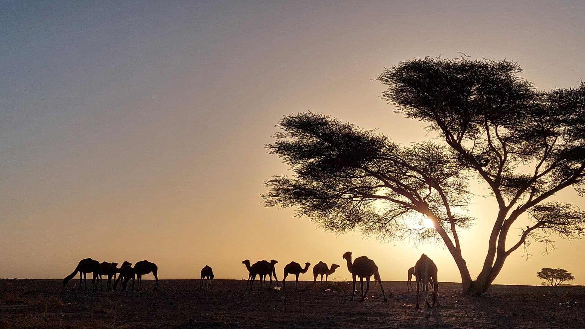 troupeau de dromadaires au pied acacia contre-jour