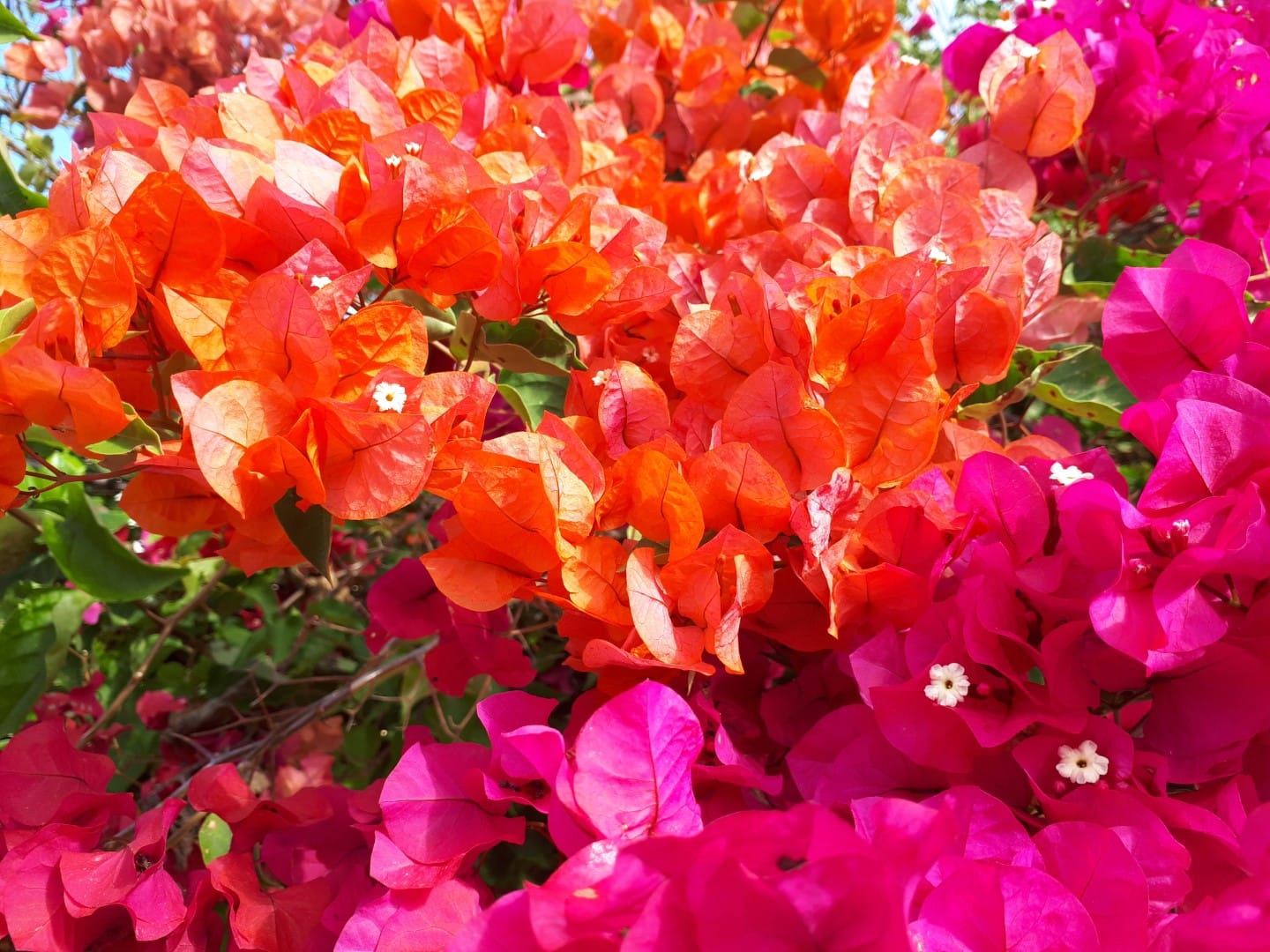 bougainvillier pleine page