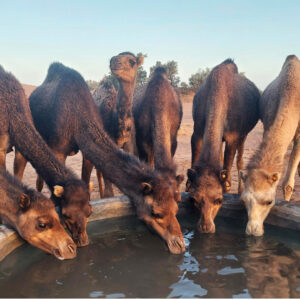 dromadaires boire au puits