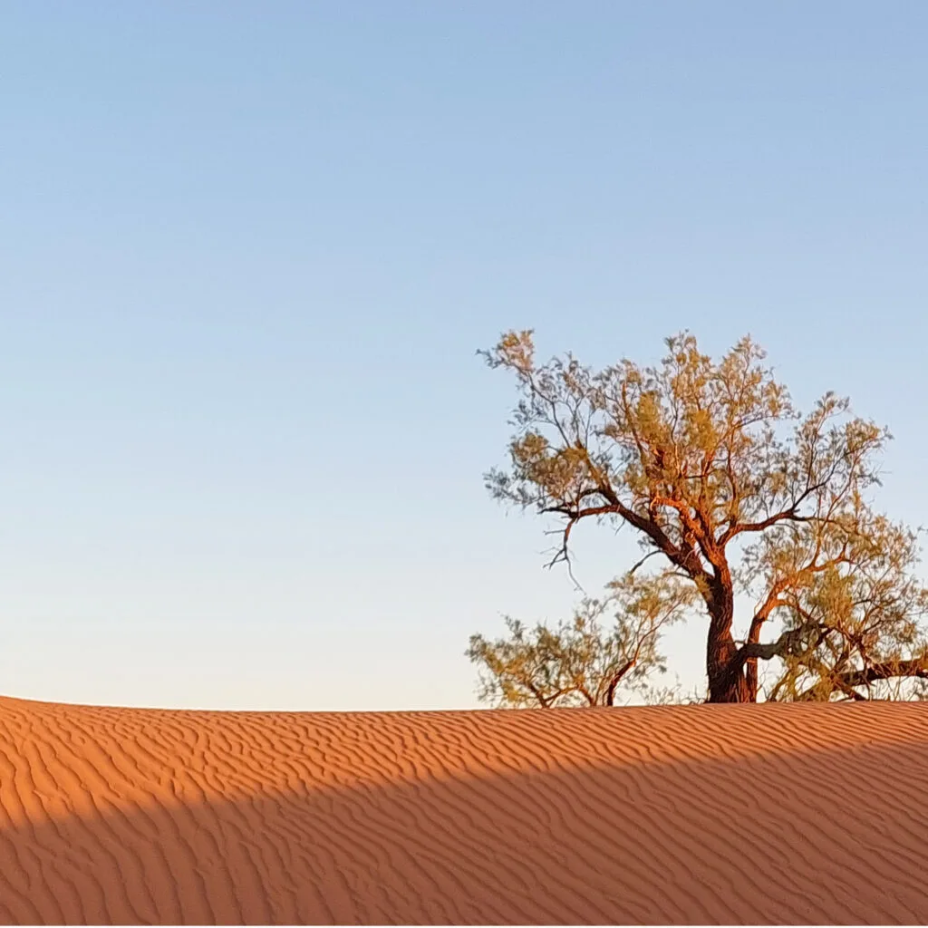arbre dans le desert graphique